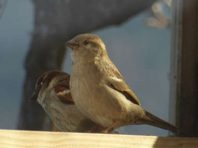 Feld- und Hausspatz